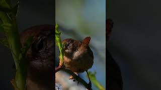 Eurasian wren song Gjerdesmett sang Zaunkönig gesang Winterkoning geluid Strzyżyk zwyczajnyshorts [upl. by Py]