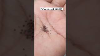 Purslane plant seeds save kareinytshortsplantlovegardenplantsshotslikeshorts [upl. by Aiuhsoj]