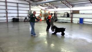 Giant Schnauzer Personal Protection Training quotColtquot [upl. by Armillda]