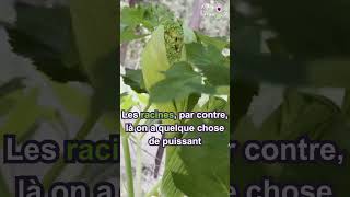 🌿 L’angélique grande tonique digestive [upl. by Oby]