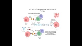 LILT A Novel Immune Checkpoint for Cancer Therapy [upl. by Horacio340]