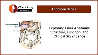 Exploring Liver Anatomy Structure Function and Clinical Significance [upl. by Arvonio92]