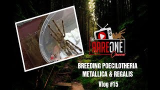 VLOG 15  Breeding Poecilotheria Sp Pmetallica amp Pregalis [upl. by Tonkin296]