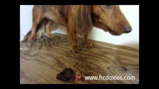 Raw Fed prey model raw Mini Dachshunds [upl. by Shatzer846]