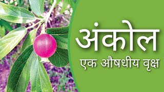 अंकोल एक औषधीय वृक्ष  full information of ankol tree  as knowledge [upl. by Noiwtna984]