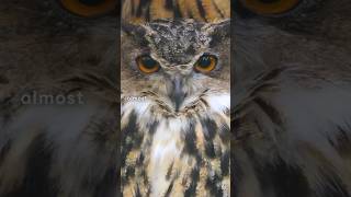 The Silent Hunters How Owls Fly Without a Sound [upl. by Shulman318]