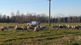 Mandria di pecore e capre al pascolo Corsa quotGaribaldinaquot alla fineHerd Of Sheep And Goats Grazing [upl. by Conlee41]