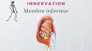 Anatomie du Membre Inférieur  Innervation du Membre Inférieur [upl. by Delgado]