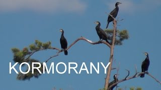 KORMORANY [upl. by Alyehc]