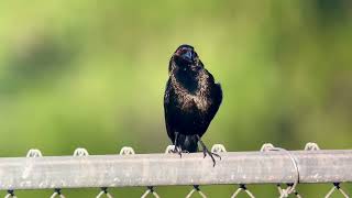 Vacher bronzé bronze cowbird molothrus aeneus Eagle Lake Park Naples Floride avril 2024 [upl. by Jesse292]