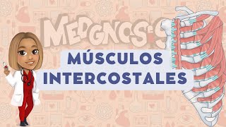 MÚSCULOS INTERCOSTALES‼️ [upl. by Findlay921]