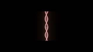 DNA 3d model in rotation [upl. by Jobe]