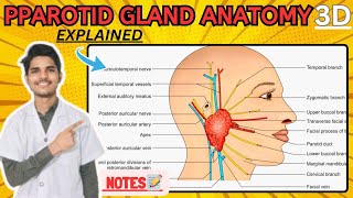 Parotid Gland Anatomy 3D  External features of parotid gland [upl. by Aneret197]