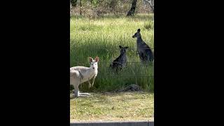 The cheeky roos 🦘 return These 3 are unstoppable👀 shorts kangaroo viralvideo [upl. by Alyhs293]