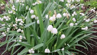 Summer snowflake Leucojum spp  Plant Identification [upl. by Mathi]