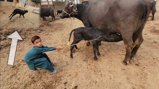 Buffalo baby running  Buffalo baby video  Chacha Bhatija vlog [upl. by Spiegleman]