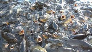 Crazy and popcorn hungry fish of Lake Mead Nevada [upl. by Ayidah]