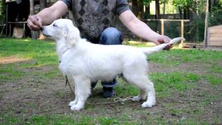 Golden retriever puppy show training First lessonRetriever show trainingLesson1 [upl. by Llehsad]