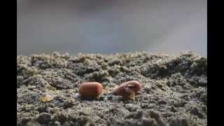 Time Lapse Video Germination of Seed [upl. by Aicnelev744]