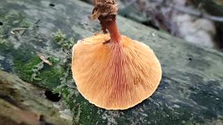 Hygrophoropsis aurantiaca  lažna lisičica [upl. by Hale102]