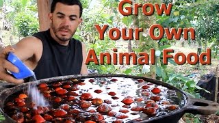 Grow Your Own Animal Food quotLiving Permaculturequot Episode 2 with Brendon McKeon [upl. by Yelrehs]