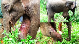 Elephant begging for life with a traumatic abscess in the swollen leg Received treatment [upl. by Yecrad]