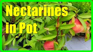 How To Grow Nectarine Tree In Pots Growing Nectarines In Pots From Seed To Harvesting [upl. by Cobby]