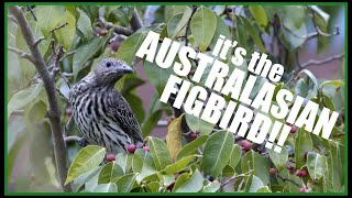 Wild Australia The Australasian Figbird [upl. by Yntirb]