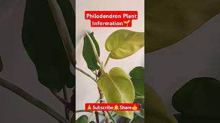 Philodendron Information shorts viralvideo gardening plantcare philodendron indoorplants [upl. by Stiruc28]