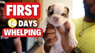 Whelping 101 The First 14 Days Puppy Care [upl. by Aihsoek]