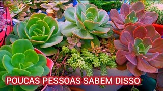 16 SUCULENTAS QUE PODEM CRESCER MUITO OU FICAR COM TAMANHO CONTROLADO ASSIM [upl. by Siraved]