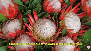 20 Stunning Flowers with Unique Powers You Wont Believe [upl. by Engelhart]