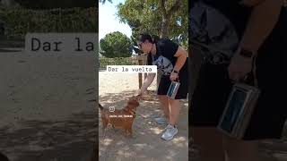 Dar la vuelta parati adiestramientocanino viralshort perros viral youtubeshorts [upl. by Odie]