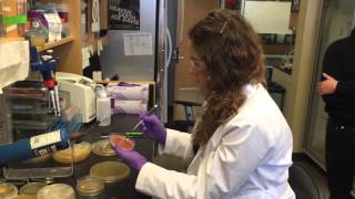 Making art with bacteria at New England Biolabs [upl. by Itnaihc153]