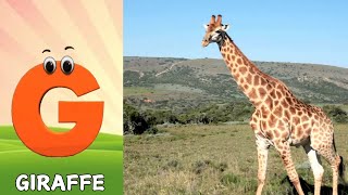 Animals ABC Song  Animals Alphabet Song  Alphabet Letters  Phonics for Kids [upl. by Quinn]