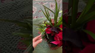 plants bundle poinsettia plantsmakepeoplehappy [upl. by Cornall]