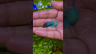 Turquoise blue female betta fish 😻🙀bettafish trending shorts [upl. by Llirred951]