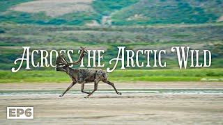 Across the Arctic Wild  20Days Through the Barren Grounds to the Arctic Ocean  E6  Wildlife [upl. by Earleen153]