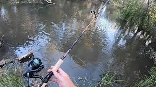 Murray cod lure fishing with a spinning reel set up [upl. by Leese]