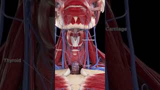 The Thyroid Gland Your Bodys Metabolic Regulator shorts [upl. by Arden]