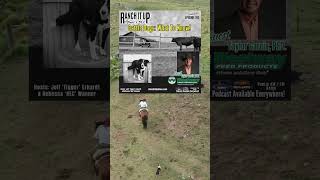 How To Work Cattle With Dogs shorts [upl. by Nirej]