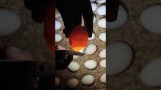 Egg candling  Super Simple Way to Candling Eggs Using a Mobile Phone [upl. by Heigho174]