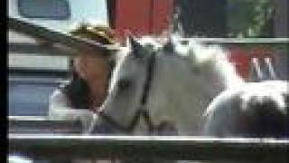 Stop Stillmans Horse Slaughter [upl. by Oeniri]