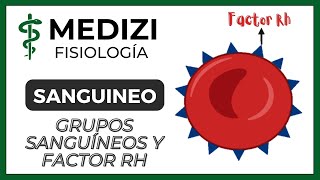 Clase 35 Fisiología Sanguínea  Grupos sanguíneos y Factor Rh IGdoctorpaiva [upl. by Onfroi]