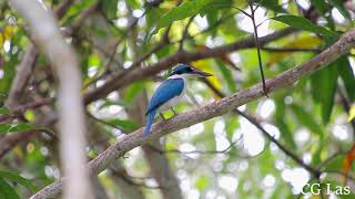 White Collared Kingfisher Philippines [upl. by Conn104]