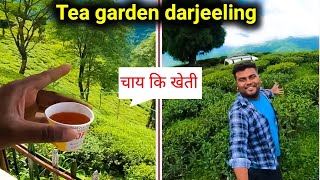 darjeeling tea  darjeeling tea garden  darjeeling  tea garden  tea garden darjeeling [upl. by Alexandros]