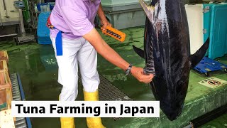 Tuna farming in Japan [upl. by Sivam]