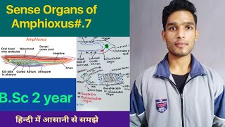 Sense organs of Amphioxus  Branchiostoma  BSc 3rd Year Zoology 5th Semester Second paper [upl. by Neetsuj]