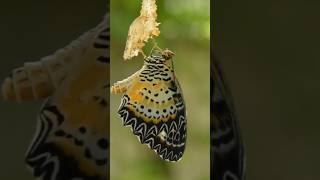 El ciclo de vida de las Mariposas mariposas mariposa sabiasque curiosidades datoscuriosos [upl. by Ayekel]