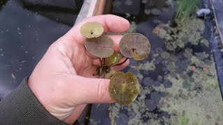 Pond plantFrogbite  Hydrocharis morsusranae [upl. by Dupuy]